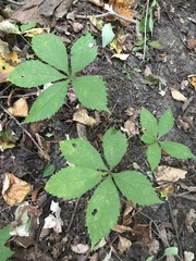 Parthenocissus quinquefolia