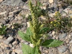Amaranthus retroflexus