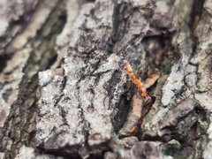 Pseudomyrmex pallidus