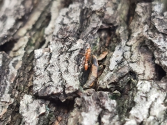 Pseudomyrmex pallidus
