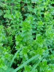 Cruciata