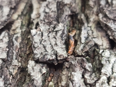 Pseudomyrmex pallidus