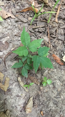Toxicodendron radicans