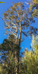 Eucalyptus longifolia