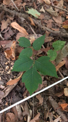 Toxicodendron radicans