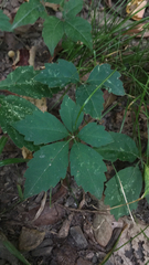 Parthenocissus quinquefolia