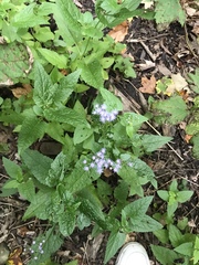 Conoclinium coelestinum