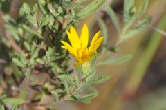 Heterotheca scabrifolia