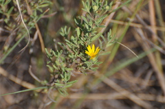 Heterotheca scabrifolia