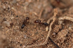 Dorymyrmex bicolor