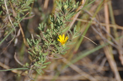 Heterotheca scabrifolia