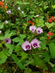 Ipomoea × leucantha