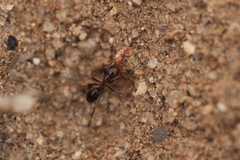 Dorymyrmex bicolor