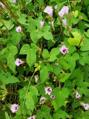 Ipomoea × leucantha
