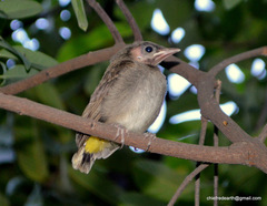 Pycnonotus leucogenys