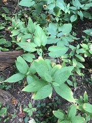 Scrophularia marilandica