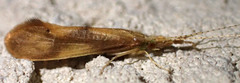 Triaenodes tardus