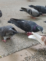 Columba livia