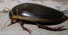 Dytiscus marginicollis