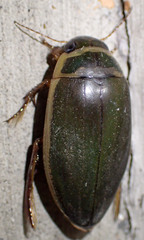 Dytiscus marginicollis