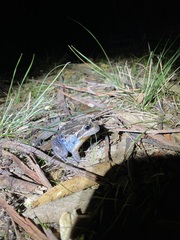Limnodynastes dumerilii dumerilii