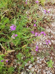 Glandularia aristigera