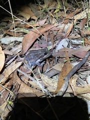Limnodynastes dumerilii dumerilii