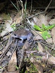 Limnodynastes dumerilii dumerilii