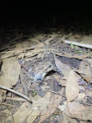 Limnodynastes dumerilii dumerilii
