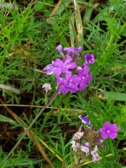 Glandularia aristigera