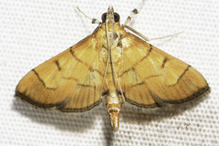 Orphanostigma haemorrhoidalis
