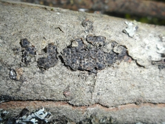 Entoleuca mammata