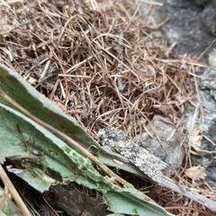 Polymixis xanthomista