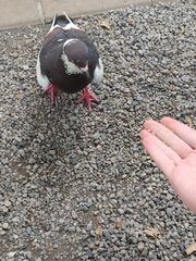 Columba livia