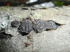Entoleuca mammata