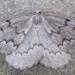 Boreal Pine Looper Moth - Photo (c) edporopat, some rights reserved (CC BY-NC), uploaded by edporopat