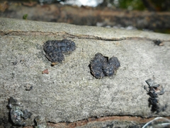 Entoleuca mammata