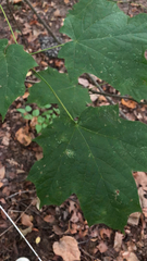 Acer nigrum