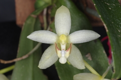 Brachypeza pallida