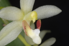 Brachypeza pallida