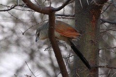 Centropus superciliosus