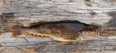 Hexagrammos stelleri