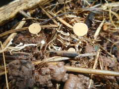 Symphyosirinia chaerophylli