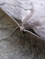 Nepytia pellucidaria