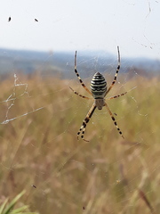 Argiope bruennichi