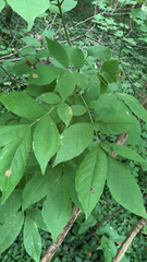 Fraxinus americana