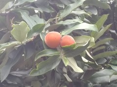 Diospyros blancoi