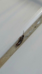 Dermaptera