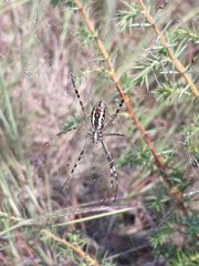 Argiope bruennichi