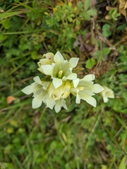 Gentiana gelida